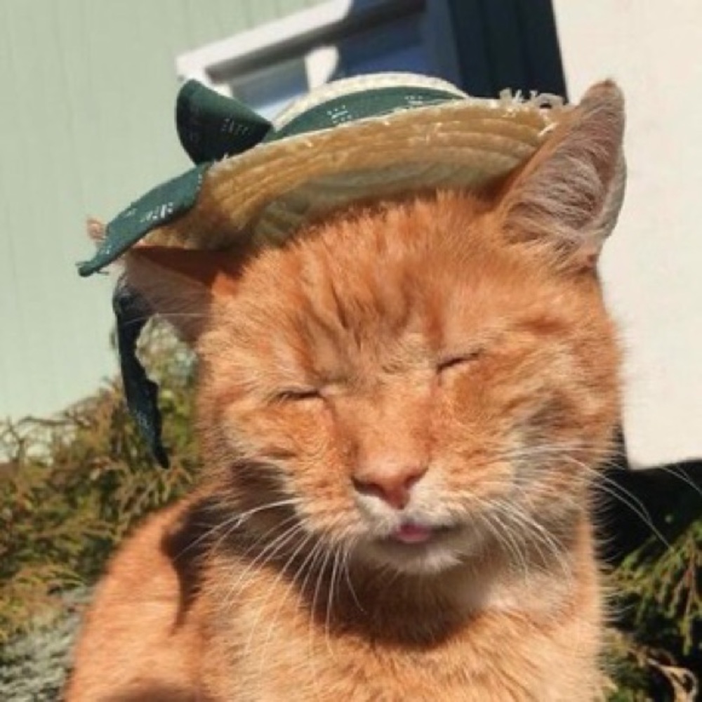 Meet your Posher, Meena